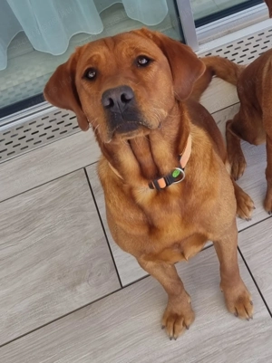 Labrador kölykök kutyusok - kép 5