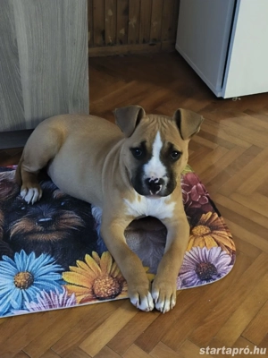 eladó kiskutya 