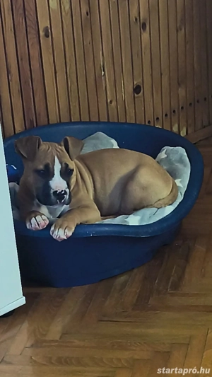 eladó kiskutya  - kép 3