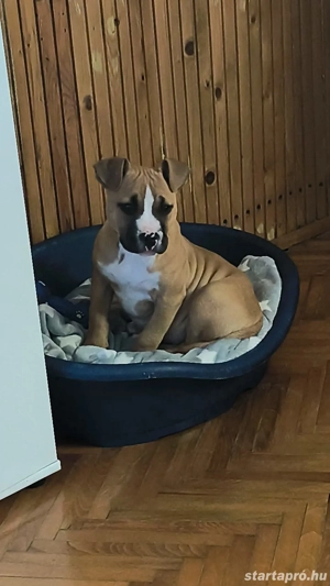 eladó kiskutya  - kép 2