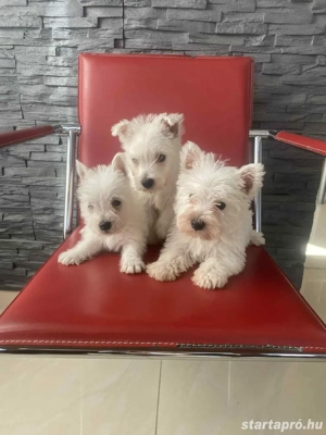 Westie kiskutyák - kép 2