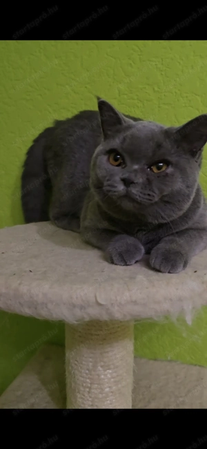 Törzskönyvezett Brit lányka - kép 2