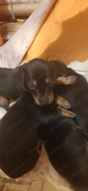 Tacskók Cegléd környékén T.: 06 20 961 9874 - kép 2