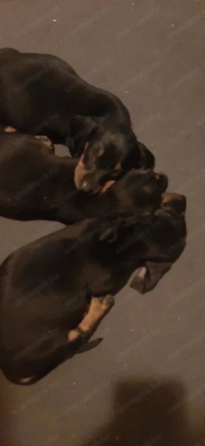 Tacskók Cegléd környékén T.: 06 20 961 9874