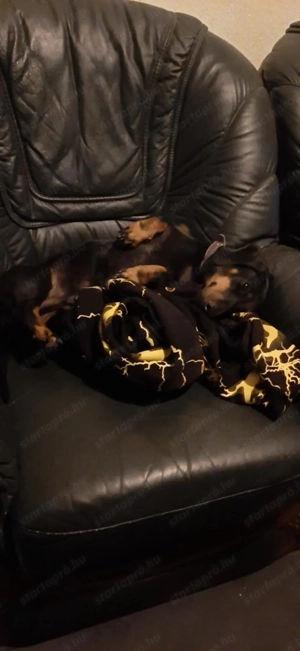 Tacskó kölykök 8 hetesek - kép 3