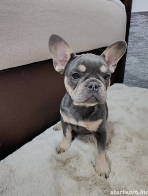 francia bulldog kislány - kép 2