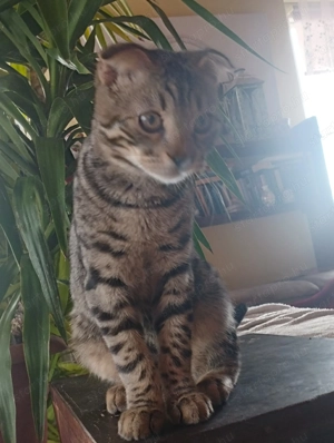 Skót lógófülű kiscica - kép 3