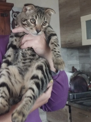 Skót lógófülű kiscica - kép 2