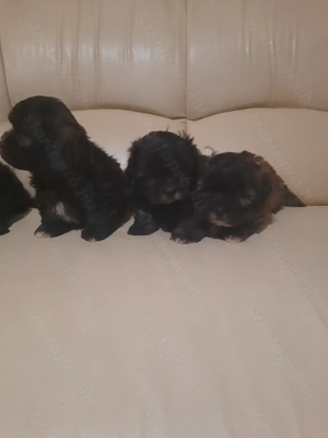 Si-po kiskutyák  - kép 4