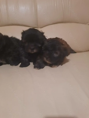 Si-po kiskutyák  - kép 2