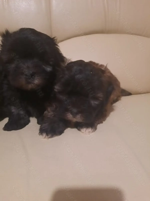 Si-po kiskutyák  - kép 3