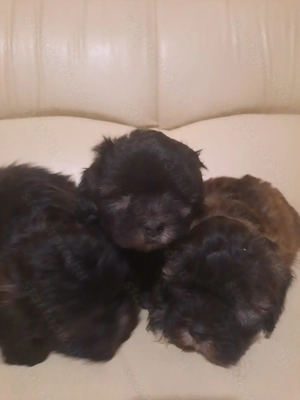 Si-po kiskutyák  - kép 5