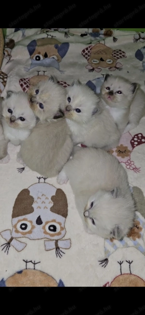 Törzskönyves Ragdoll szépségek