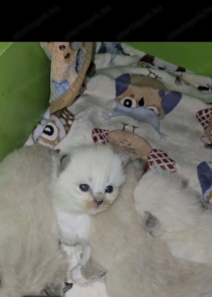 Törzskönyves Ragdoll szépségek - kép 2