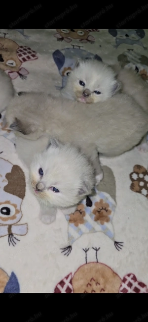 Törzskönyves Ragdoll szépségek - kép 3