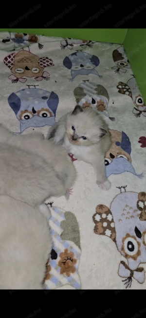 Törzskönyves Ragdoll szépségek - kép 4