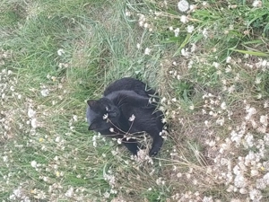 Kiskorom cica gazdira vár - kép 2