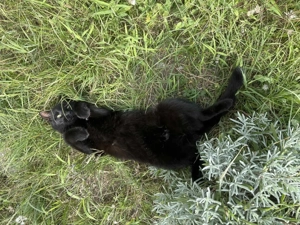 Kiskorom cica gazdira vár - kép 3