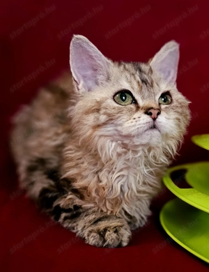 Tenyésztőtől eladó Selkirk Rex göndör hosszú kislány cica - kép 2