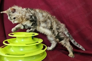 Tenyésztőtől eladó Selkirk Rex göndör hosszú kislány cica - kép 4