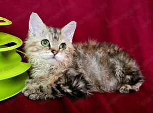 Tenyésztőtől eladó Selkirk Rex göndör hosszú kislány cica - kép 6