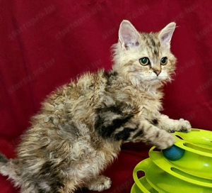 Tenyésztőtől eladó Selkirk Rex göndör hosszú kislány cica - kép 7