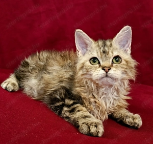 Tenyésztőtől eladó Selkirk Rex göndör hosszú kislány cica - kép 5