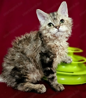 Tenyésztőtől eladó Selkirk Rex göndör hosszú kislány cica - kép 8