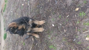 Németjuhász kiskutyák - kép 2