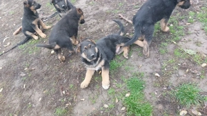 Németjuhász kiskutyák - kép 4