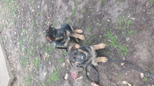 Németjuhász kiskutyák - kép 6