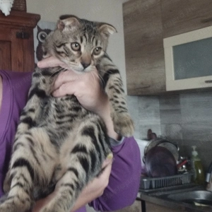 Skót lógófülű cicus - kép 2