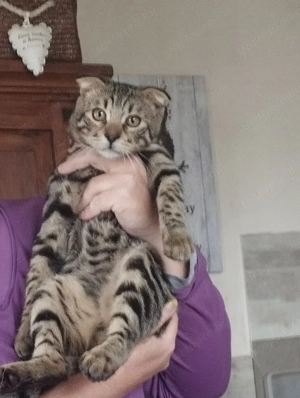 Skót lógófülű kiscica