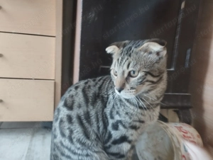 Skót lógófülű kiscica - kép 4