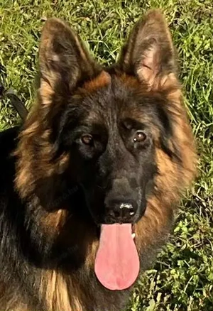 Német juhász németjuhász 2 éves Kan szuka - kép 5