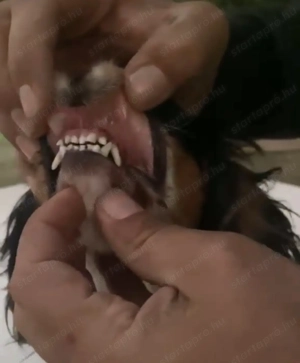  Cavalier spániel lány eladó - kép 2