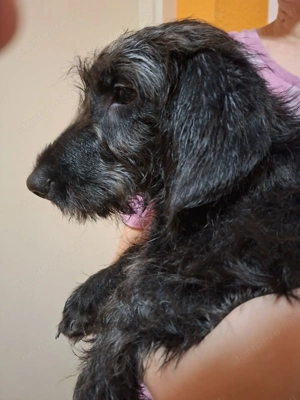 Doxiepoo kölyök szerető gazdit keres. - kép 2