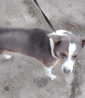 Jászladányi ebrendészeti telep gazdakeresői - kép 2