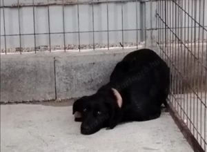 Jászladányi ebrendészeti telep gazdakeresői - kép 4