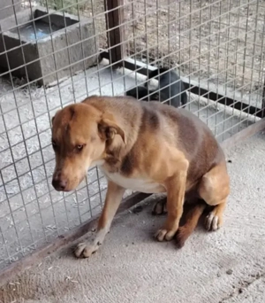 Jászladányi ebrendészeti telep gazdakeresői - kép 5