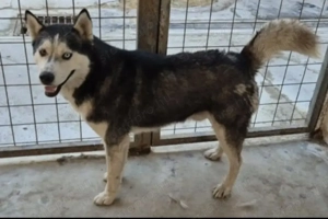 Az egyeki gyepmesteri telep gazdakeresői sos - kép 6