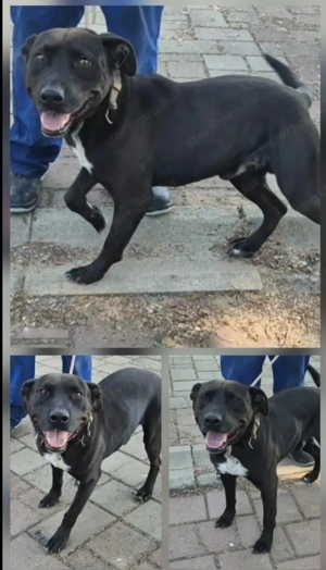 Az egyeki gyepmesteri telep gazdakeresői sos - kép 7