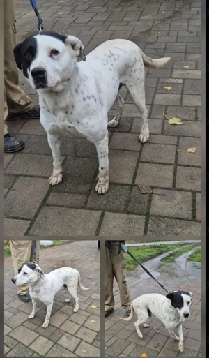 Az egyeki gyepmesteri telep gazdakeresői sos - kép 8