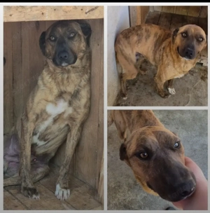 Az egyeki gyepmesteri telep gazdakeresői sos - kép 9