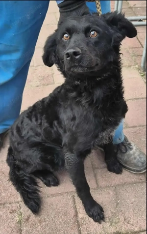 Az egyeki gyepmesteri telep gazdakeresői sos - kép 14