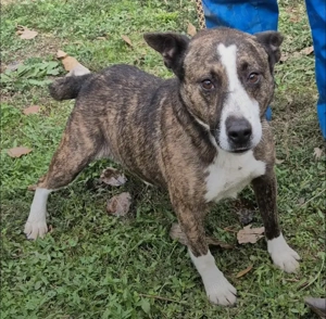 Az egyeki gyepmesteri telep gazdakeresői sos - kép 11