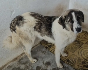 Az egyeki gyepmesteri telep gazdakeresői sos - kép 10