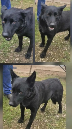 Az egyeki gyepmesteri telep gazdakeresői sos - kép 13