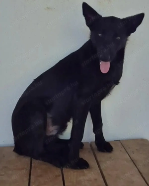 Az egyeki gyepmesteri telep gazdakeresői sos - kép 12