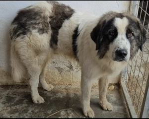 Az egyeki gyepmesteri telep gazdakeresői sos